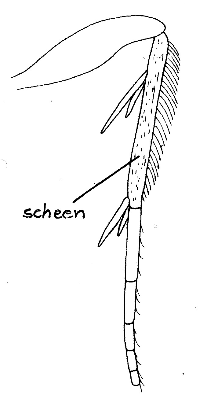 Achterpoot van Phyllocnistis unipunctella (Gracillariidae).